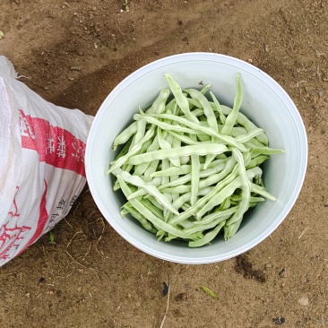白豆角