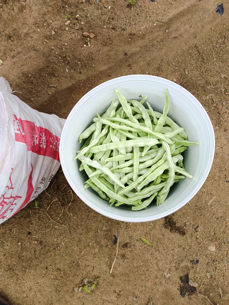 白豆角