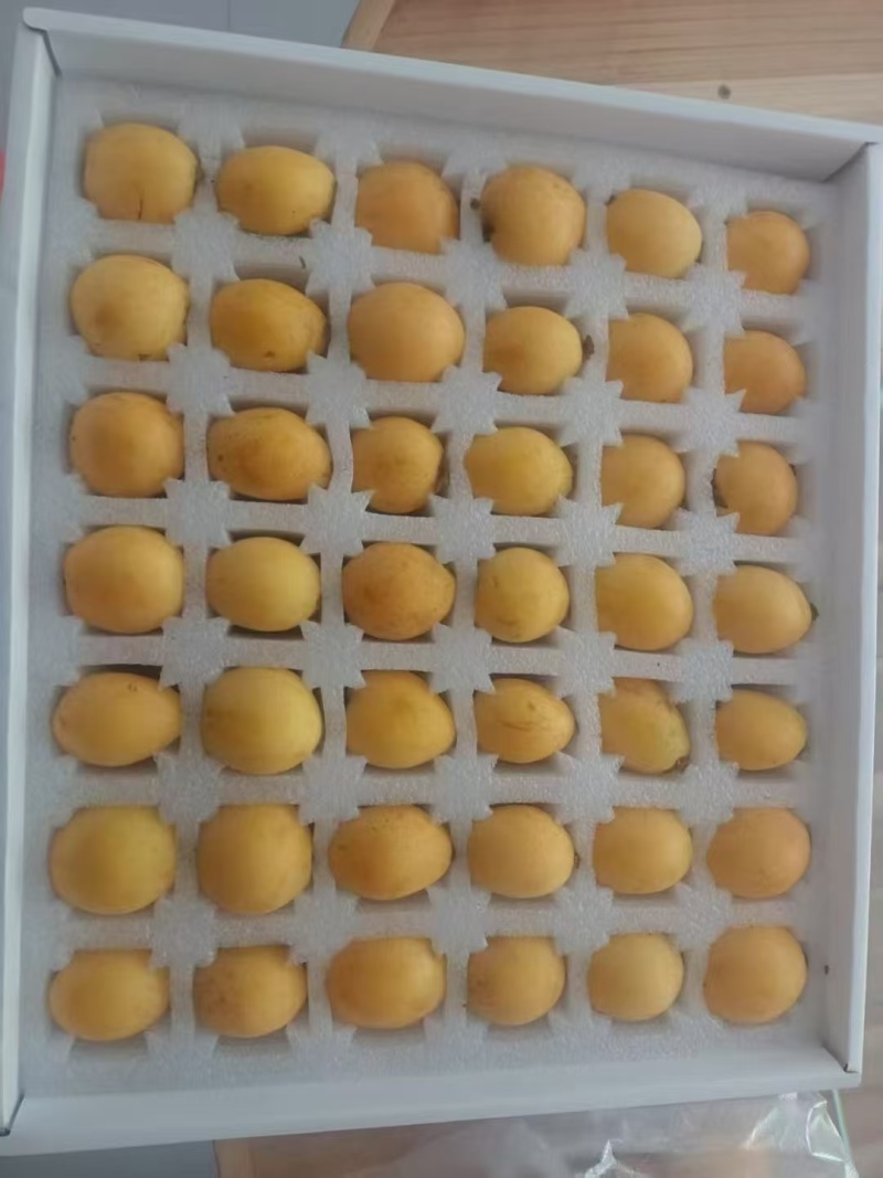 黄山歙县三潭枇杷