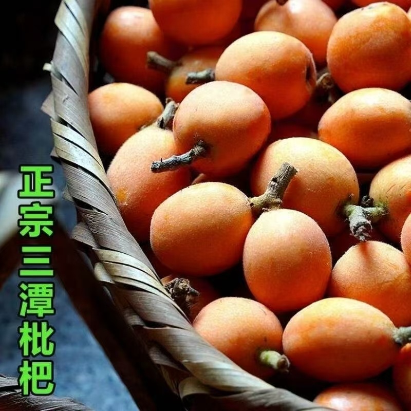 黄山歙县三潭枇杷