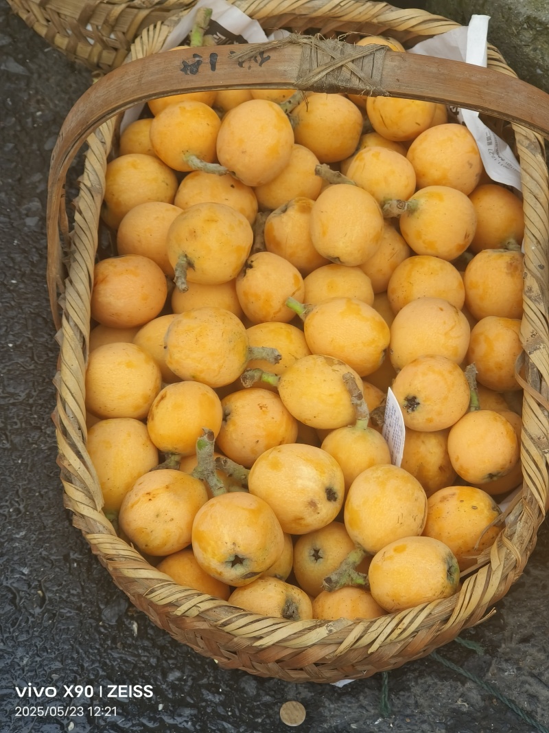 黄山歙县三潭枇杷