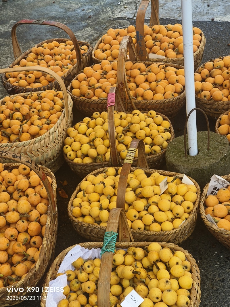 黄山歙县三潭枇杷