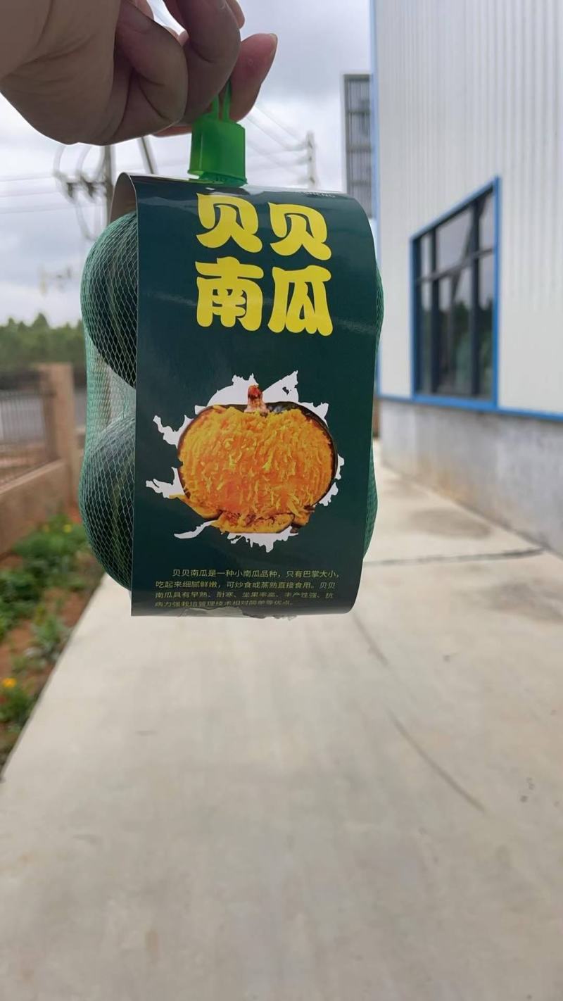 贝贝南瓜