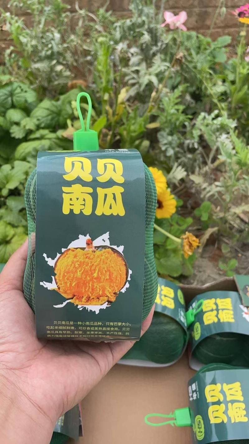 贝贝南瓜