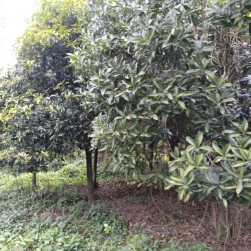 桂花树