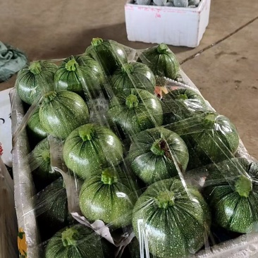 西葫芦
