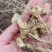 竹节参苗，基地直发