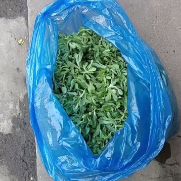 鼠曲草