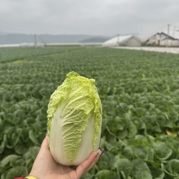 云南高山娃娃菜