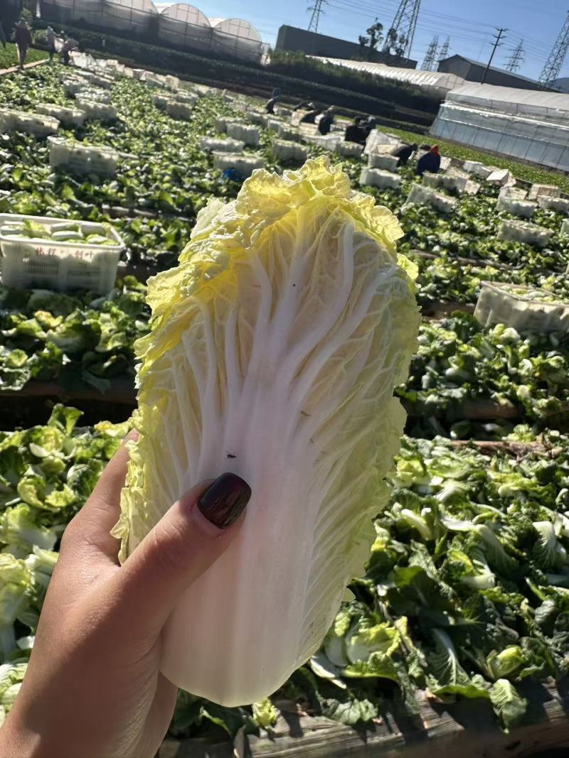 云南高山娃娃菜