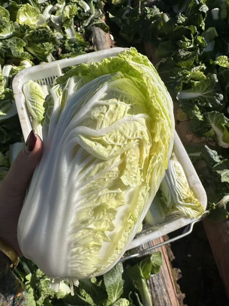 云南高山娃娃菜