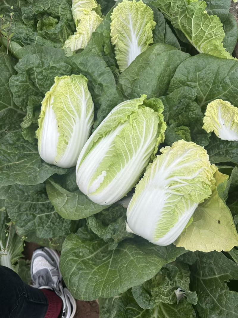 云南高山娃娃菜
