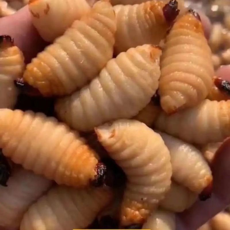竹虫蛹