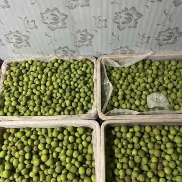 河南安阳金太阳青杏