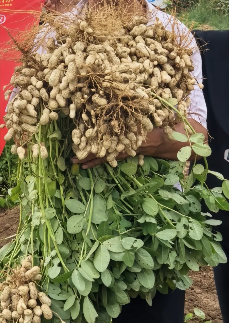 河南鲜花生