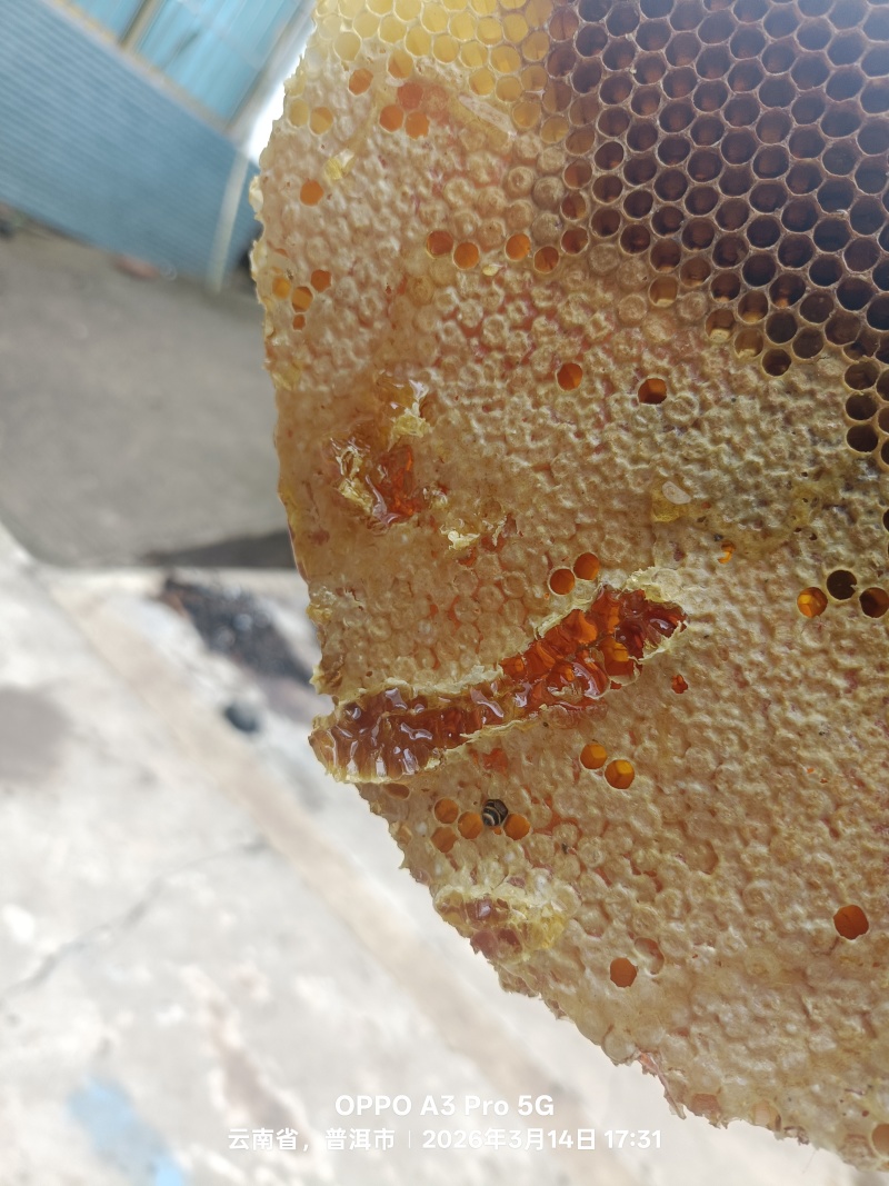 树洞土蜂蜜