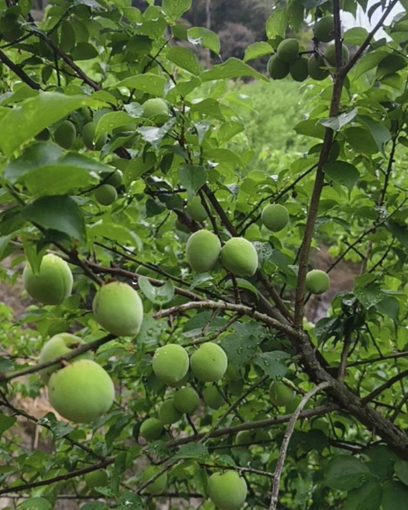 永泰县精品青梅