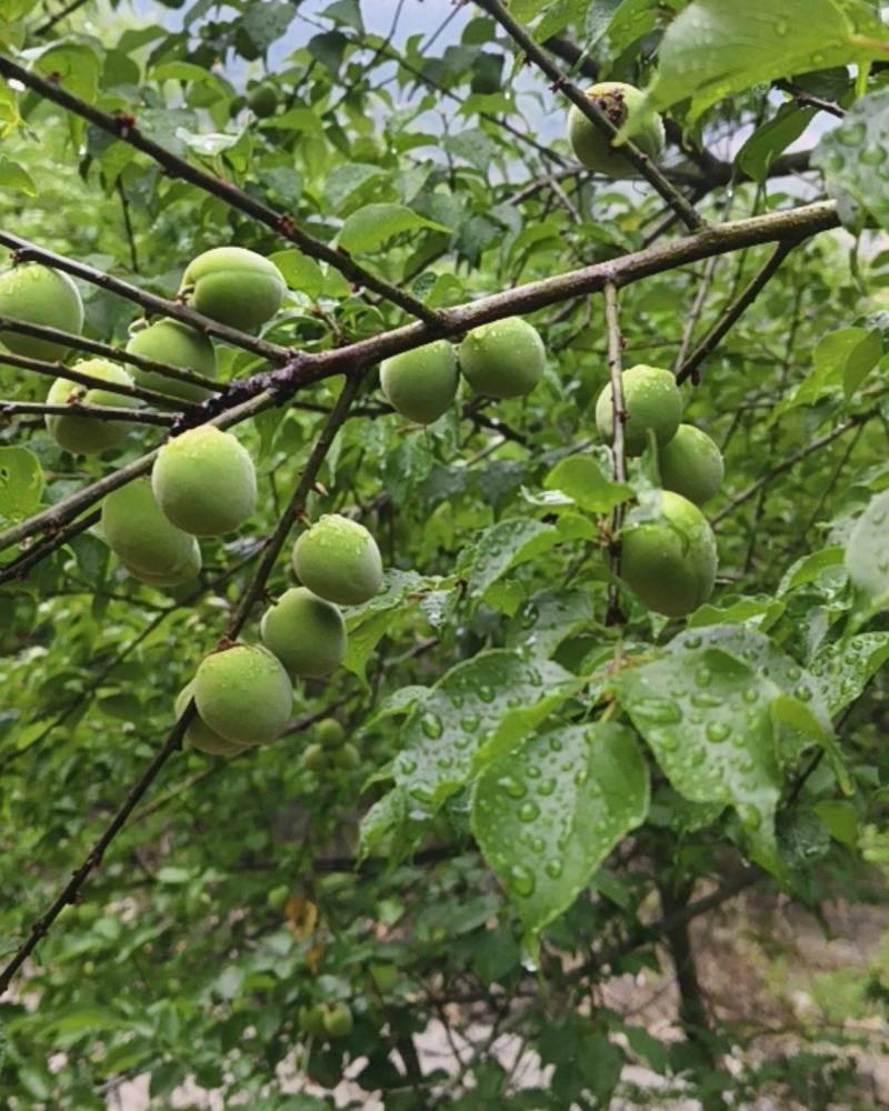 永泰县精品青梅
