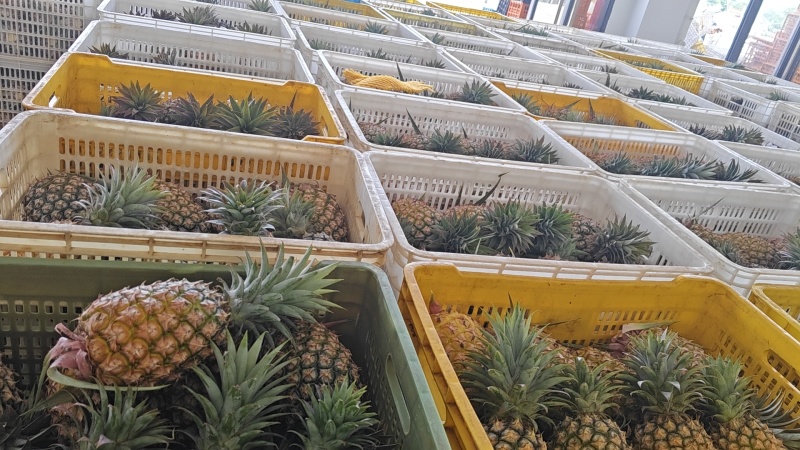 海南金钻凤梨产地直发