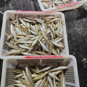 海捕，拖网沙尖鱼