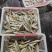 海捕，拖网沙尖鱼