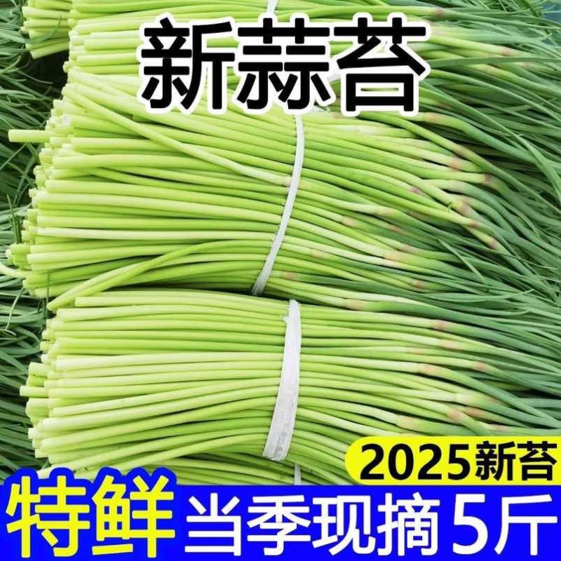 正宗金乡蒜苔一件代发商超品质价格冰点质量有保证