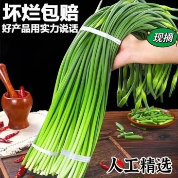 正宗金乡蒜苔一件代发商超品质价格冰点质量有保证