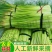 正宗金乡蒜苔一件代发商超品质价格冰点质量有保证
