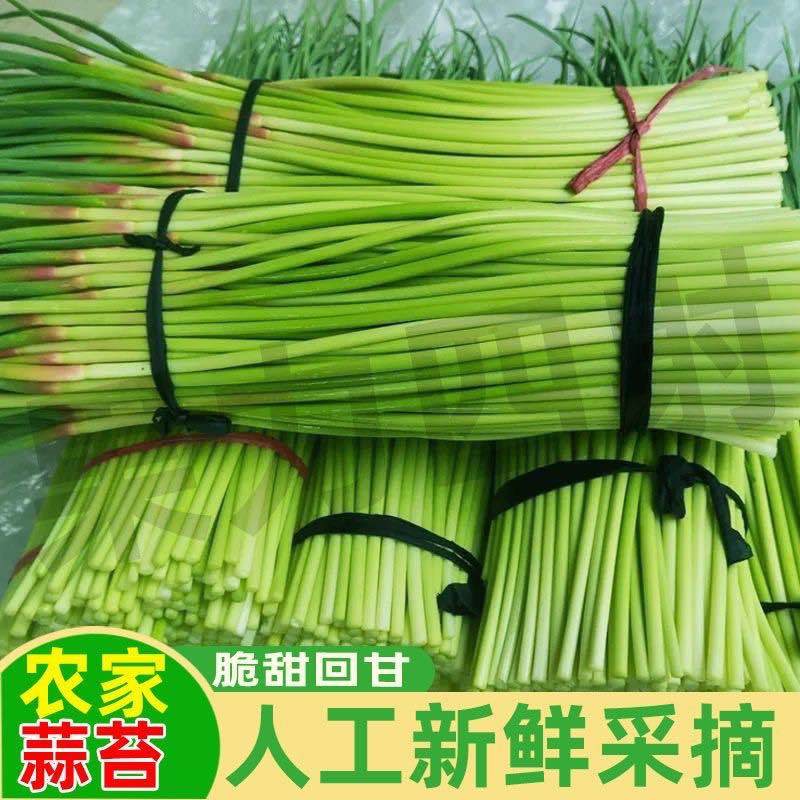 正宗金乡蒜苔一件代发商超品质价格冰点质量有保证