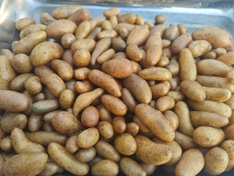 马铃薯微型薯