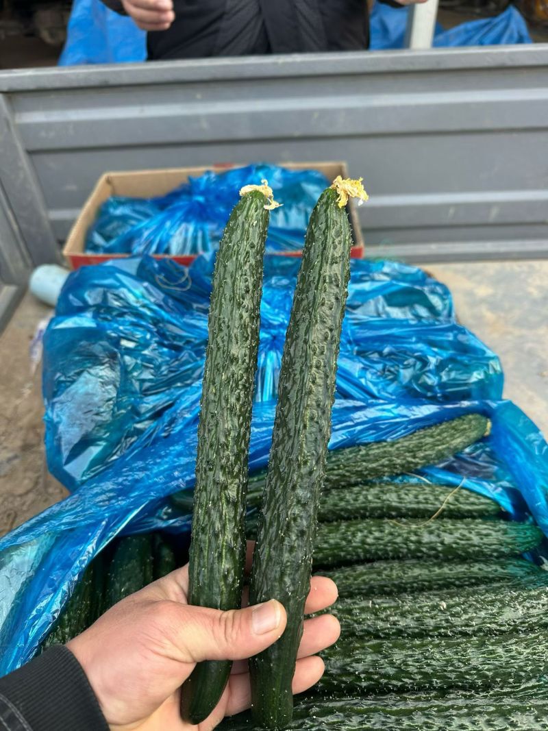 商丘本地精品黄瓜顶花带刺，长度22-25公分左右