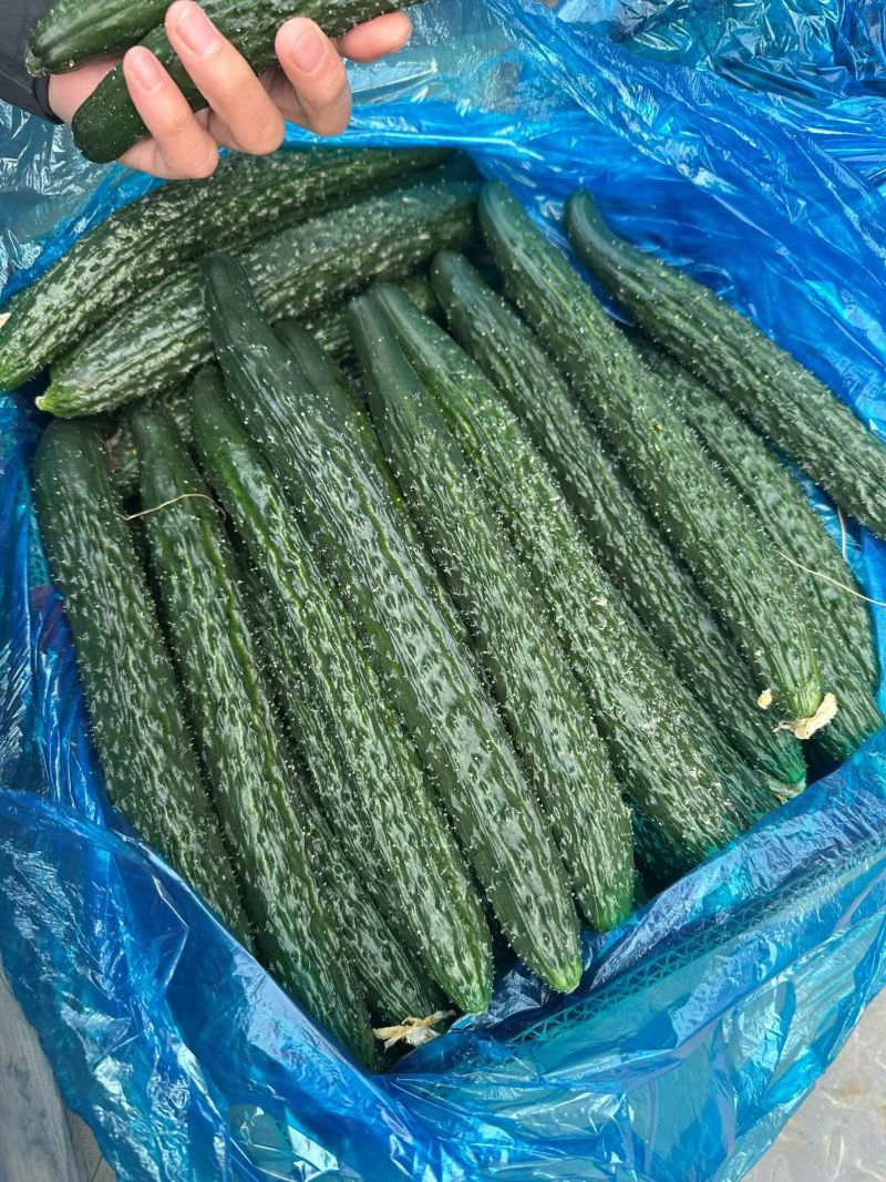 商丘本地精品黄瓜顶花带刺，长度22-25公分左右