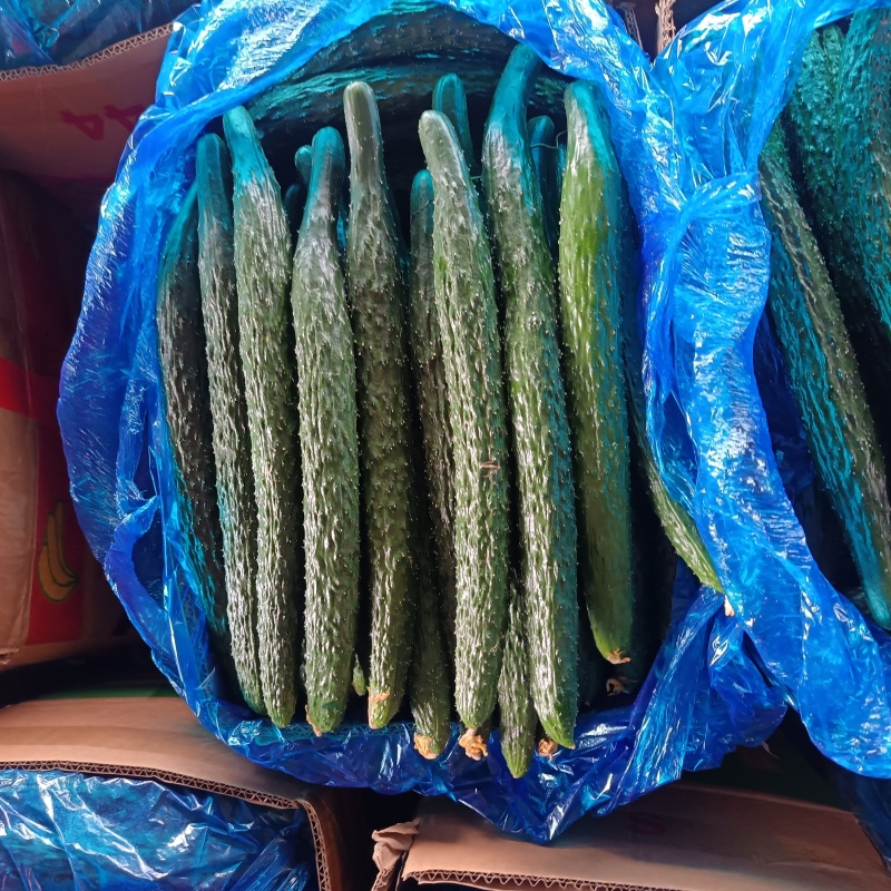 商丘本地精品黄瓜顶花带刺，长度22-25公分左右