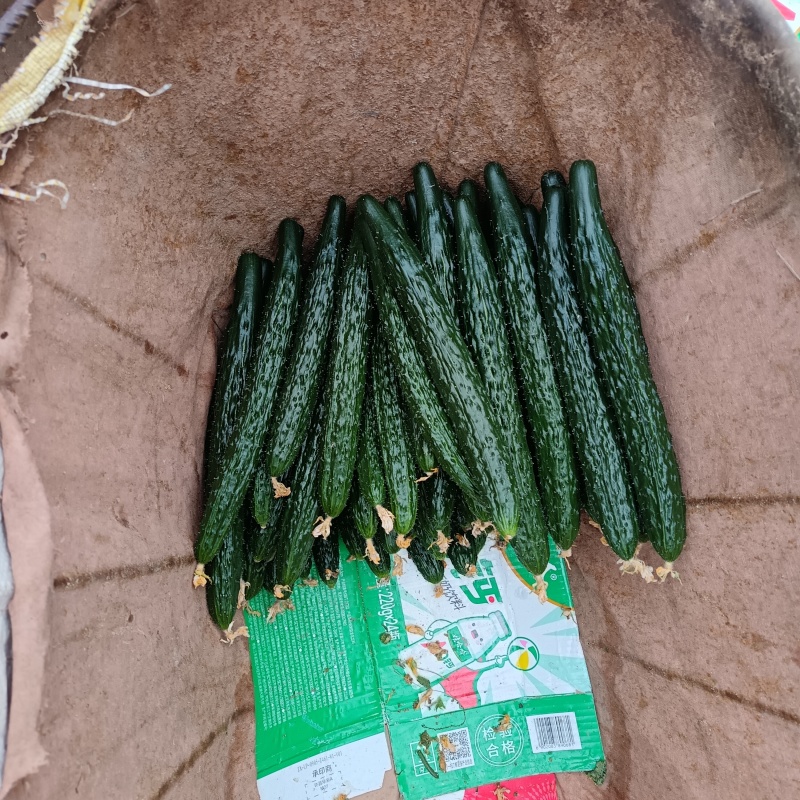 商丘本地精品黄瓜顶花带刺，长度22-25公分左右
