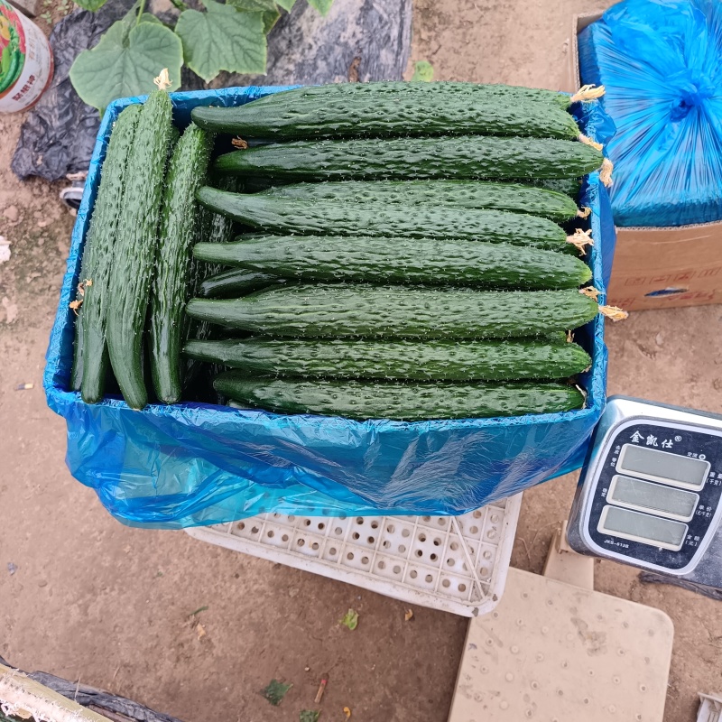 商丘本地精品黄瓜顶花带刺，长度22-25公分左右