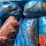 二四号肉