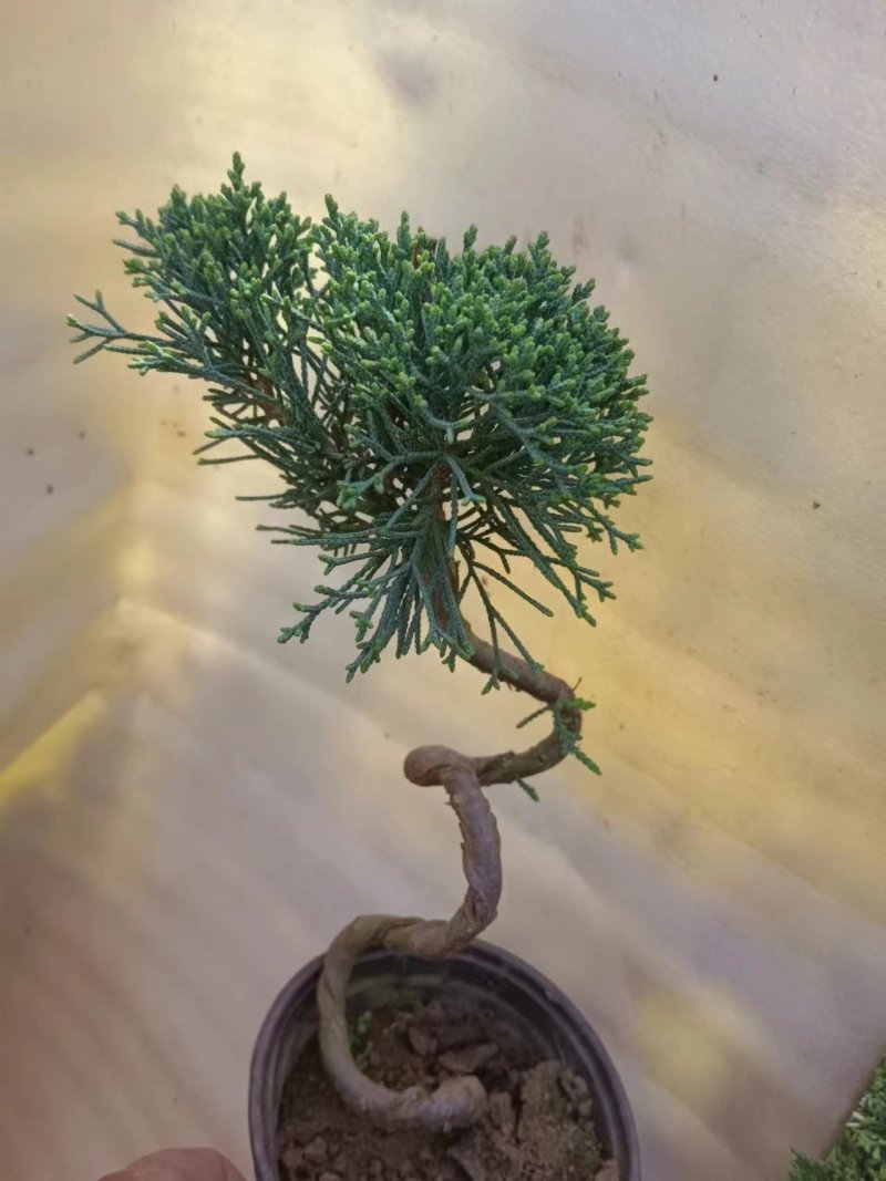 济州真柏