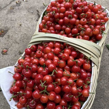 攀枝花米易小樱桃
