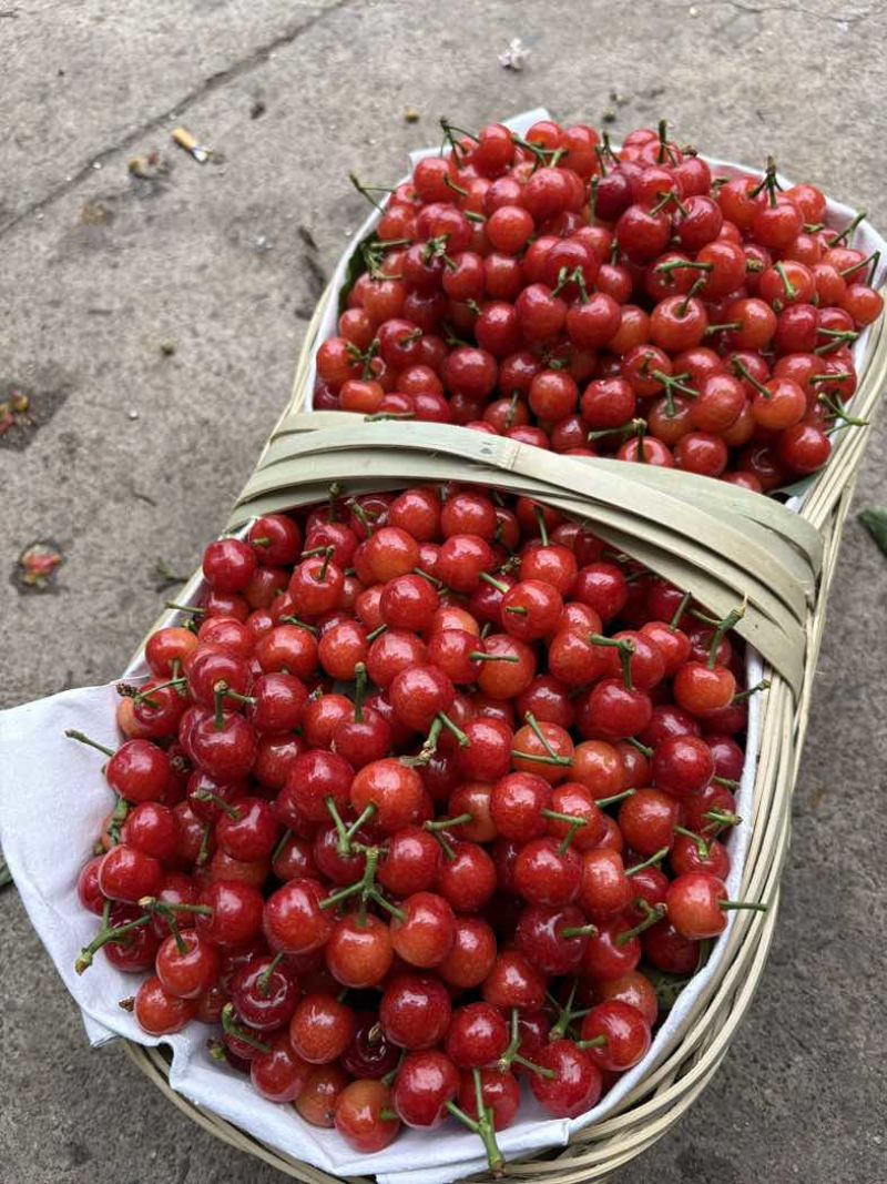 攀枝花米易小樱桃