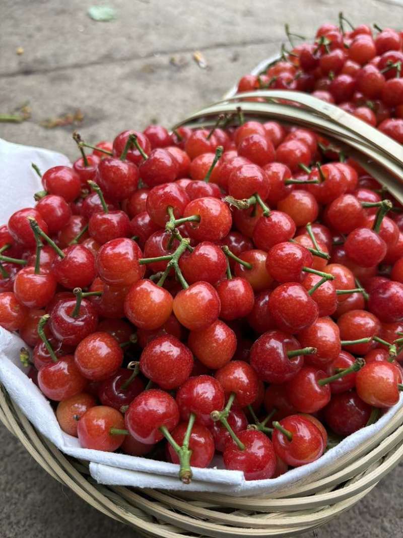 攀枝花米易小樱桃