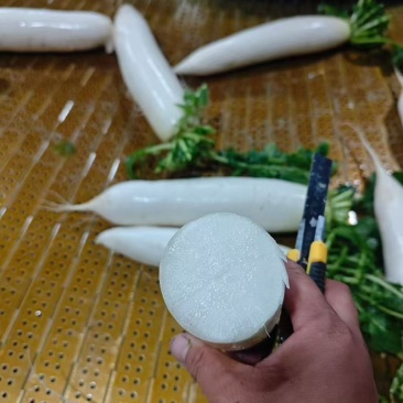 白萝卜