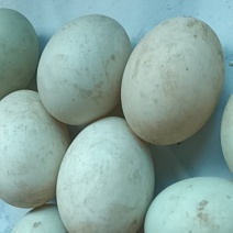 售散养麻鸭蛋