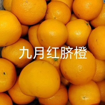 九月红，红橙子