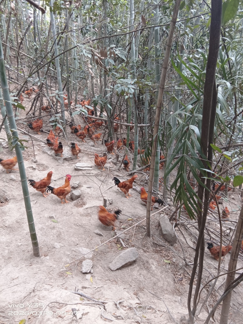 正宗灵山线鸡！山里放养，肉质就是够“鸡味”，4.8-5.3斤