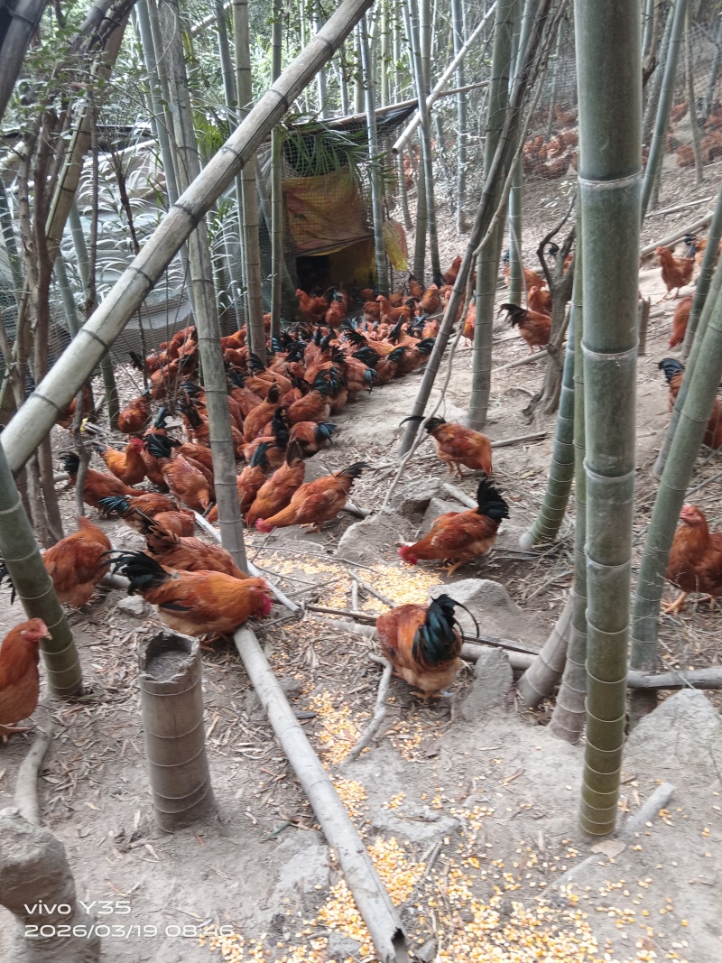 正宗灵山线鸡！山里放养，肉质就是够“鸡味”，4.8-5.3斤