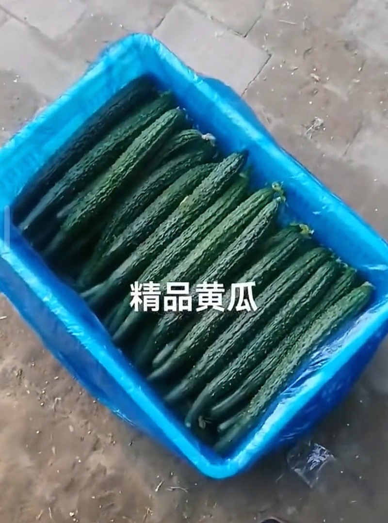 青嫩饱满，口感脆甜，家常必备好菜。