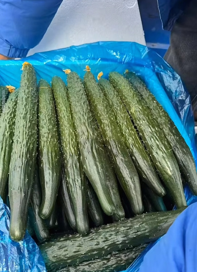 青嫩饱满，口感脆甜，家常必备好菜。