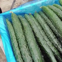 青嫩饱满，口感脆甜，家常必备好菜。
