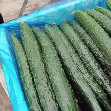青嫩饱满，口感脆甜，家常必备好菜。