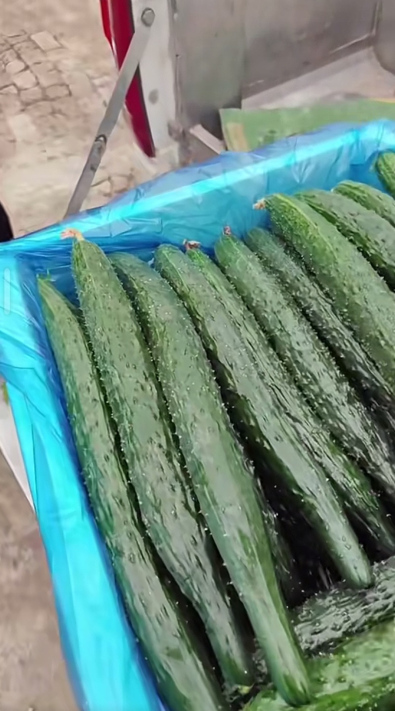 青嫩饱满，口感脆甜，家常必备好菜。
